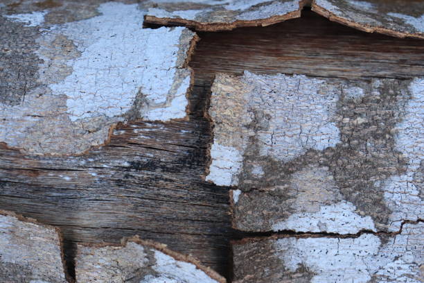 istock Close up tree bark cracked by drought. Bark surface texture. Natural background 1447959282