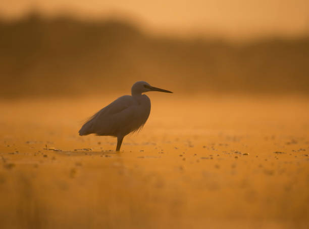 istock Little Egret  in Sunrise 1447959373
