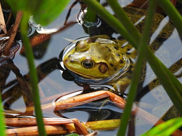istock Pig frog (Lithobates grylio) - in the Florida wetlands 1447960184