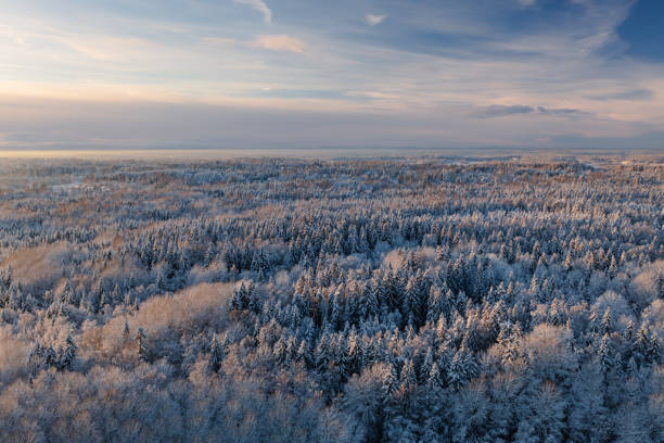 istock Forest view with snowy treetops from above in Espoo, Finland 1447962284