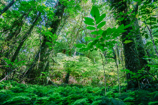 Dark and light of dense new Zealand rain forest with sunlight catching ferns.