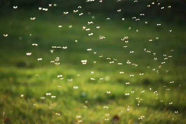 Swarm of Mosquitos