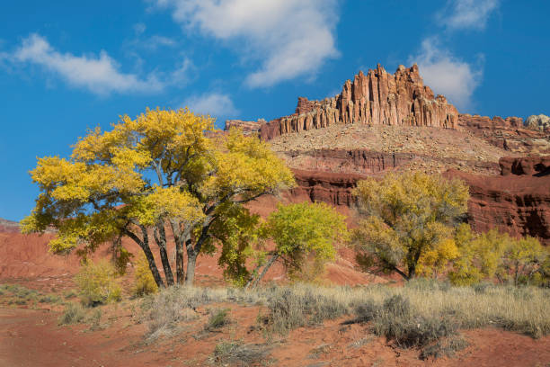 istock Autumn at Capitol Reef National Park 1447965837