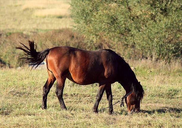 istock Horse in the village 144796604