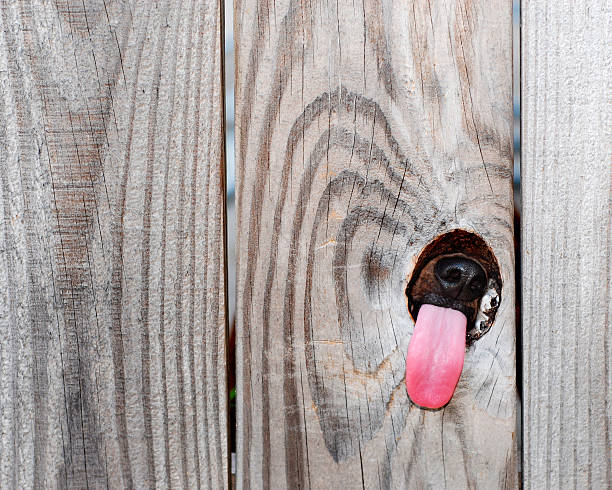 A Dachshund likes something so much on the other side of the fence that she tries to get a taste through a knot hole.  