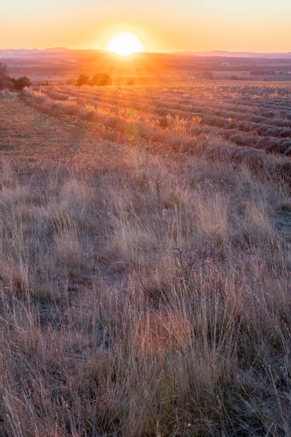 istock The Valensole plateau at sunset 1447966255