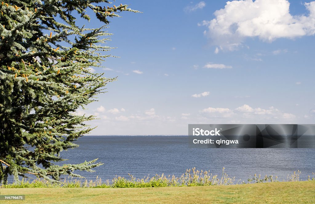 Chemin et arbre en face de la baie de Chesapeake - Photo de Arbre libre de droits