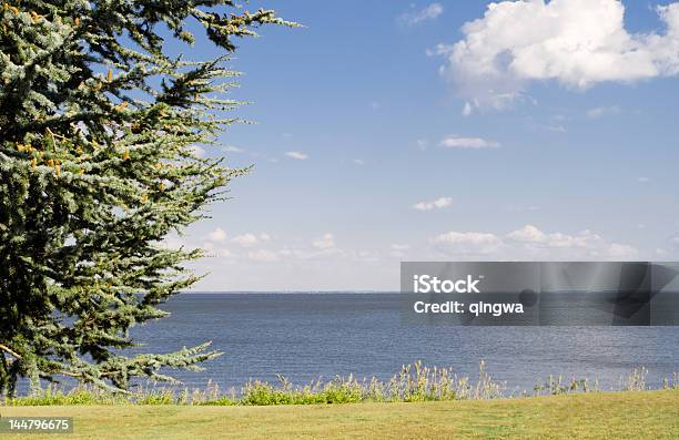 Photo libre de droit de Chemin Et Arbre En Face De La Baie De Chesapeake banque d'images et plus d'images libres de droit de Arbre - Arbre, Arbre à feuilles persistantes, Baie - Eau