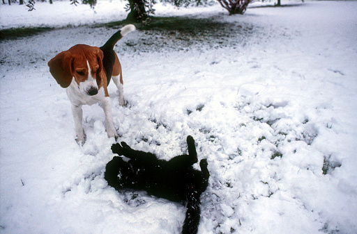 Cute white with black spots European shorthair cat sitting in the snow and looking to the left. Winter atmosphere outdoors.