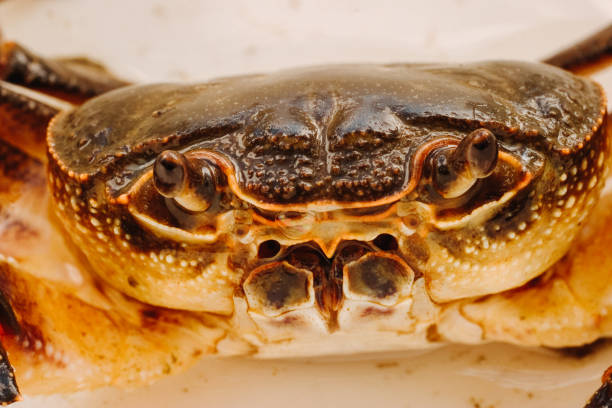 River crab Potamon fluviatile