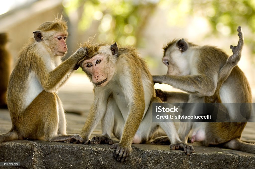Three Monkeys Stockfoto und mehr Bilder von Affe - Affe, Computerfehler,  Debugging - Computerfehler-Diagnose - iStock
