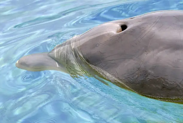 Closeup of blow hole of dolphin swimming in blue water