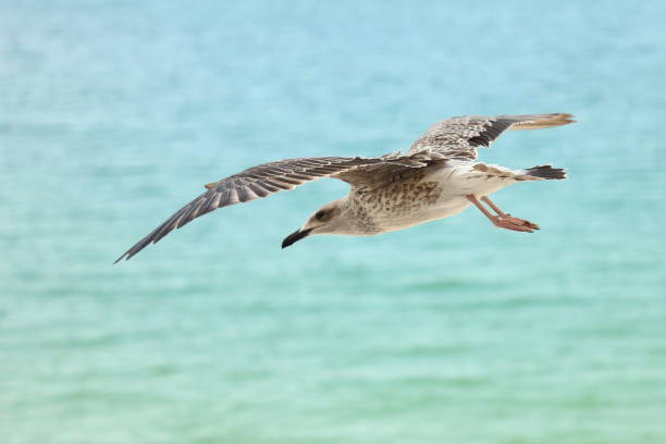 Seagull in glider flight stock photo