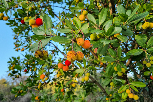 Wild forest Arbutus fruits plant tree on mountain ecosystem,healthy berries product.