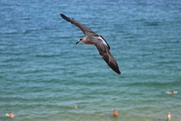 Seagull over the Bulgarian Sea stock photo