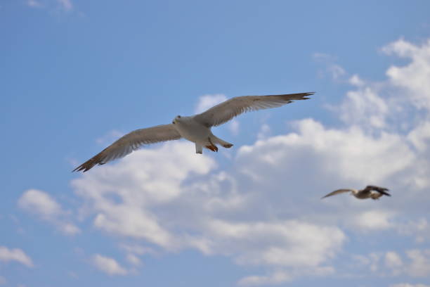 Seagulls in the cloudy sky stock photo