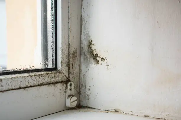Photo of Mold. Black fungus on the white wall in the corner near the window