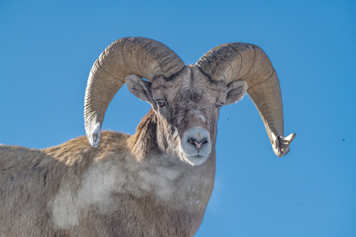 Big Horn sheep ram close up with cold weather condensation at Yellowstone National Park on the border of Wyoming and Montana, USA