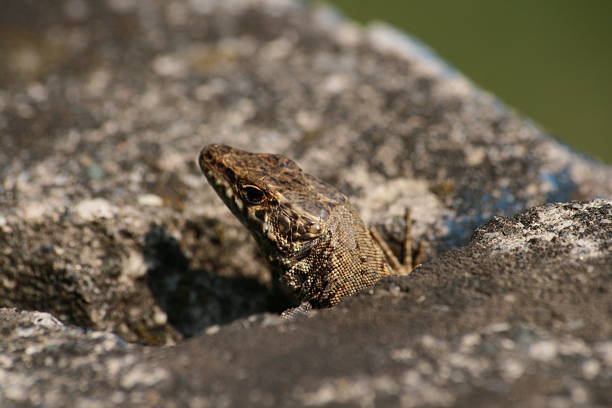 lizard stock photo