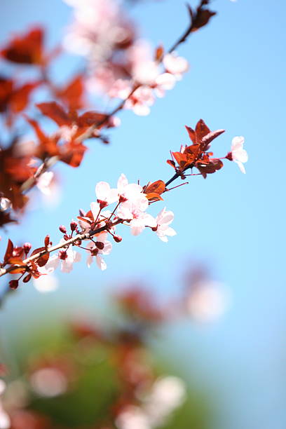 istock Ornamental plum blossoms 144797230
