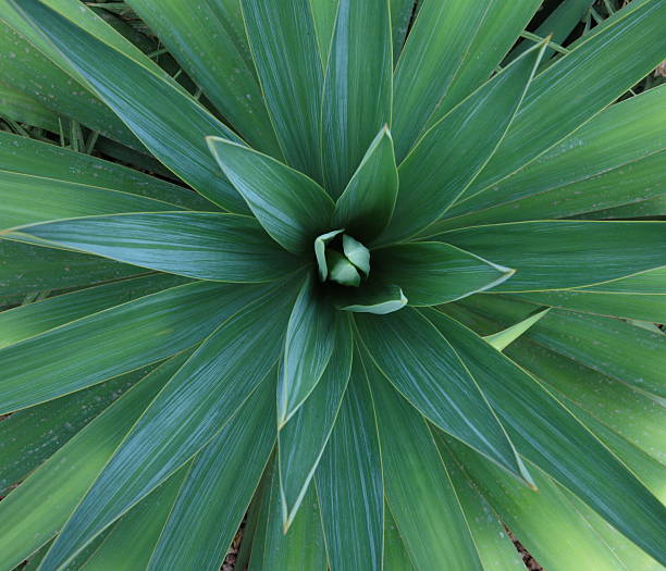 yucca plant stock photo