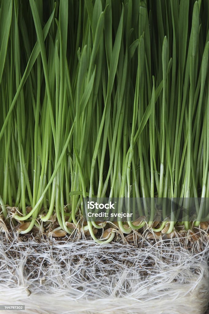 Green grass with root system Very healthy green grass growing from a viewable root system.  You can see where the seed have germinated. Root Stock Photo