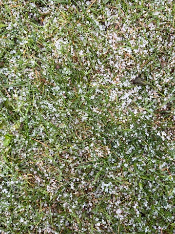 White ice hail on the green grass after storm