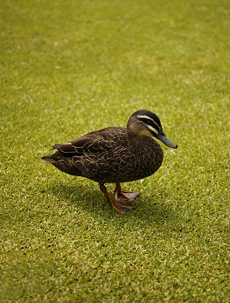 Duck Out Of Water stock photo