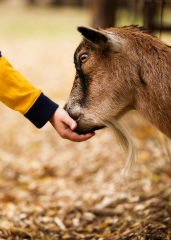 A billy goat eating out of a child's hand.