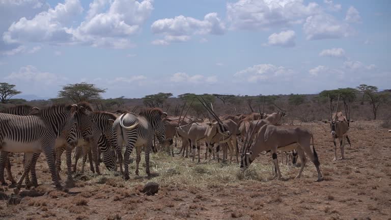 Free Draught animals Stock Video Footage 91632 Free Downloads Free Draught animals Stock Video Footage 91632 Free Downloads