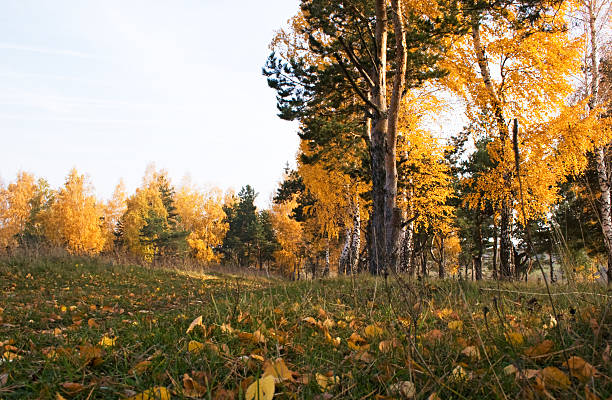 Road in the autumn forest