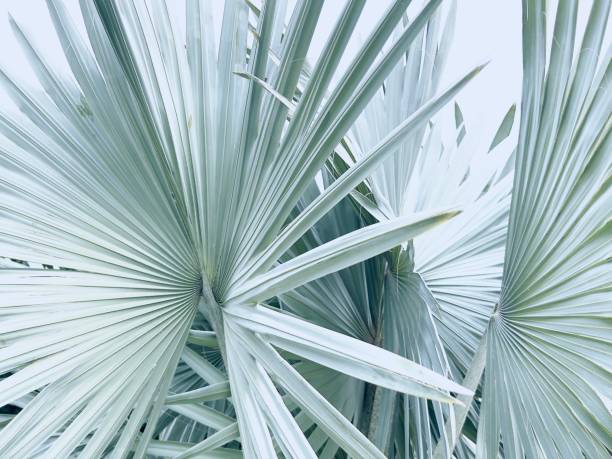 Palm leaf texture, blue color toned