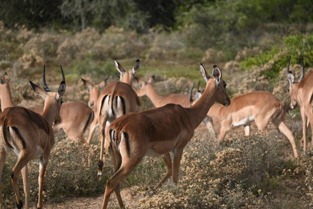 istock Impala in Eastern Cape South Africa 1447979744