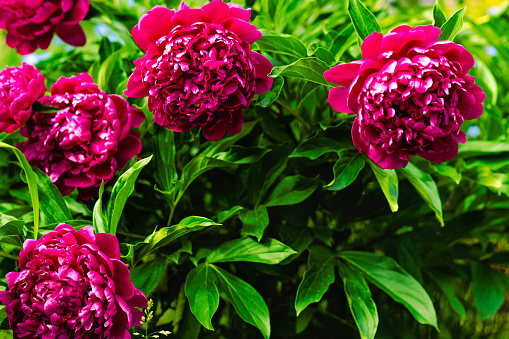Bouquet of red Peonies closeup on a blurred green background. Beautiful fresh cut bouquet. Blooming spring garden.