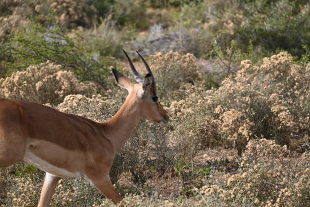 istock Impala in Eastern Cape South Africa 1447979799