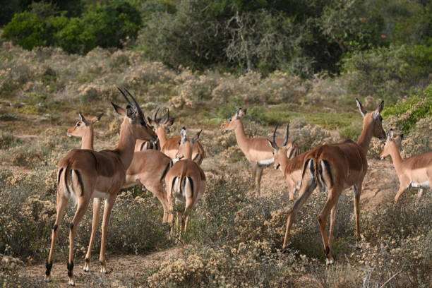 istock Impala in Eastern Cape South Africa 1447979812
