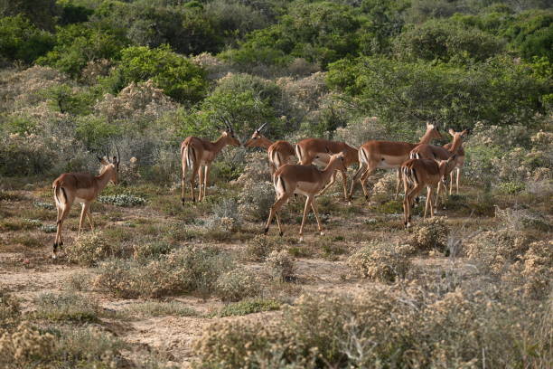istock Impala in Eastern Cape South Africa 1447979871