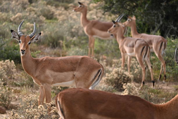istock Impala in Eastern Cape South Africa 1447979931