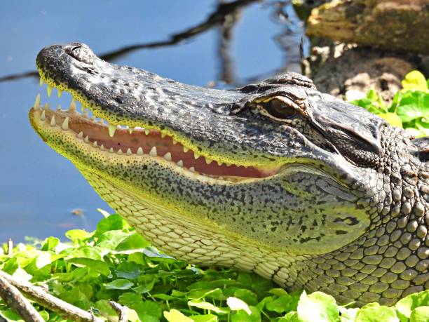 aligator amerykański (alligator mississippiensis) - młody, strzał w głowę, pokazujący zęby - american alligator zdjęcia i obrazy z banku zdjęć