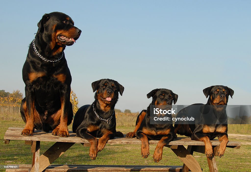 4 rottweilers - 로열티 프리 로트와일러 스톡 사진