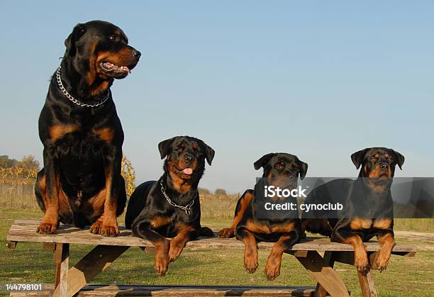 4 Rottweilers 로트와일러에 대한 스톡 사진 및 기타 이미지 - 로트와일러, 개, 쿨한 태도