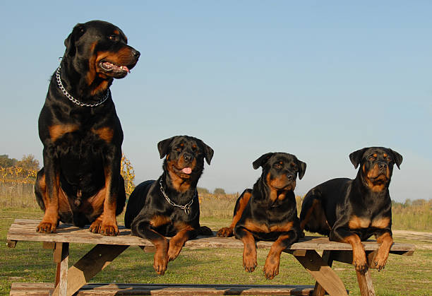 four rottweilers four watching dogs cerne abbas giant stock pictures, royalty-free photos & images