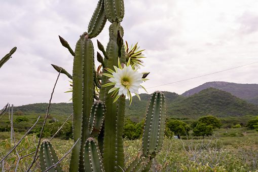 cacti mandacaru.Cereus jamacaru. with flowers and natural landscape background
