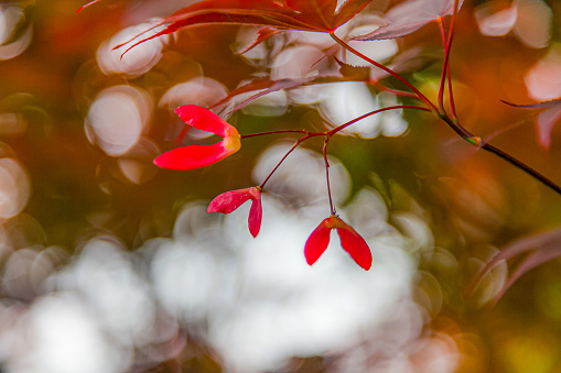 Fall Color Foliage Hits NorthEast U.S.