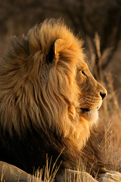 istock Big male African lion 144798170