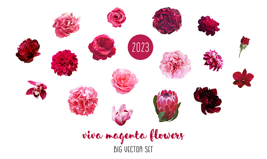 Trendy magenta flowers vector design big set. Hot pink roses, ranunculus, fashion doll pink peony, dahlia, orchid, hydrangea, king protea, dark carnation. All elements are isolated and editable on white.