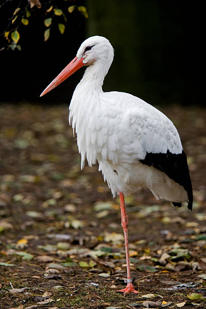 Stork on one foot stock photo