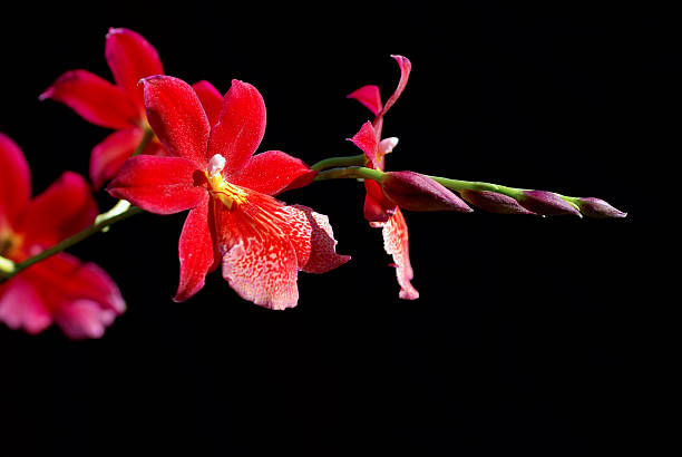burrageara nelly isler orchid - idler foto e immagini stock