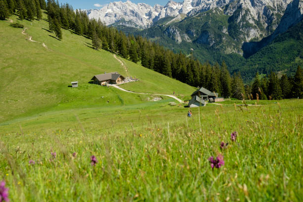 almsommer in den ammergauer alpen bei garmisch-partenkirchen - alm bavaria mountain summer stock-fotos und bilder