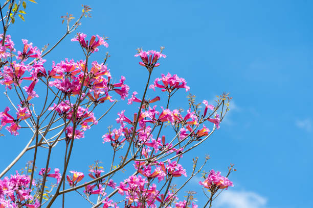 Pink flowers of the Lapacho tree (Handroanthus impetiginosus) against the sky.